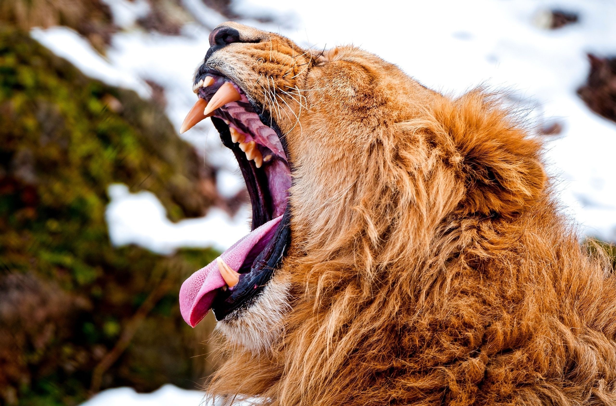 львица рык клыки пасть the lioness roar fangs mouth загрузить