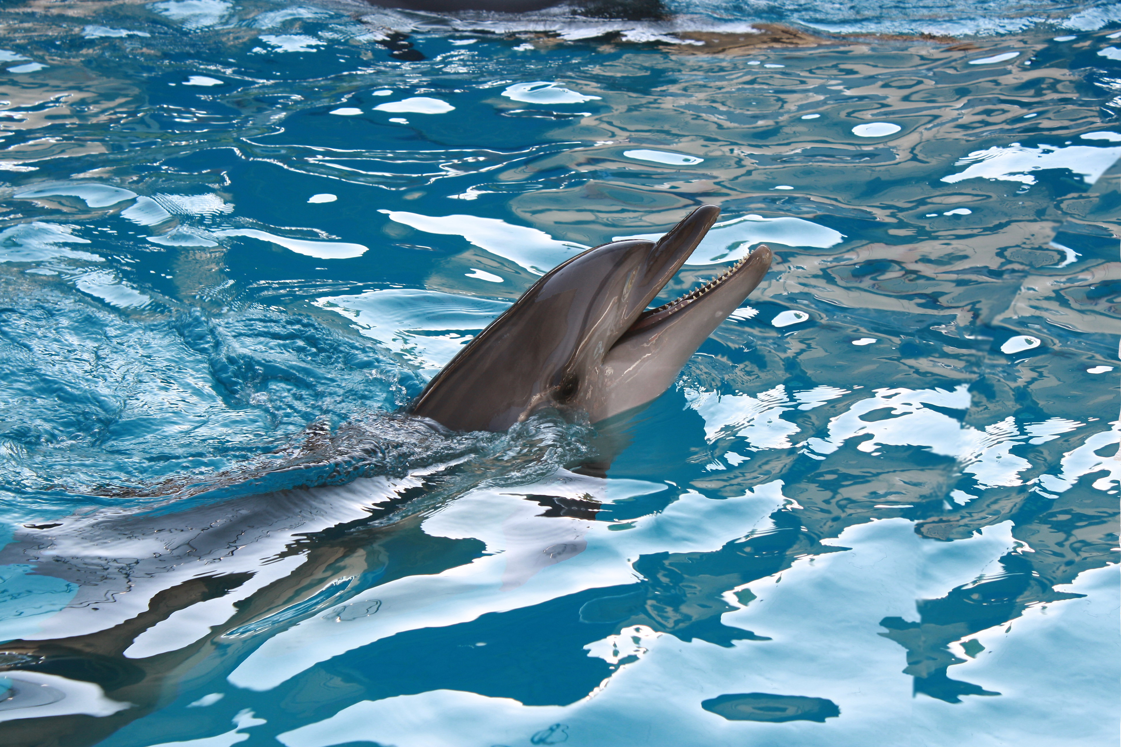 природа дельфины животные без смс