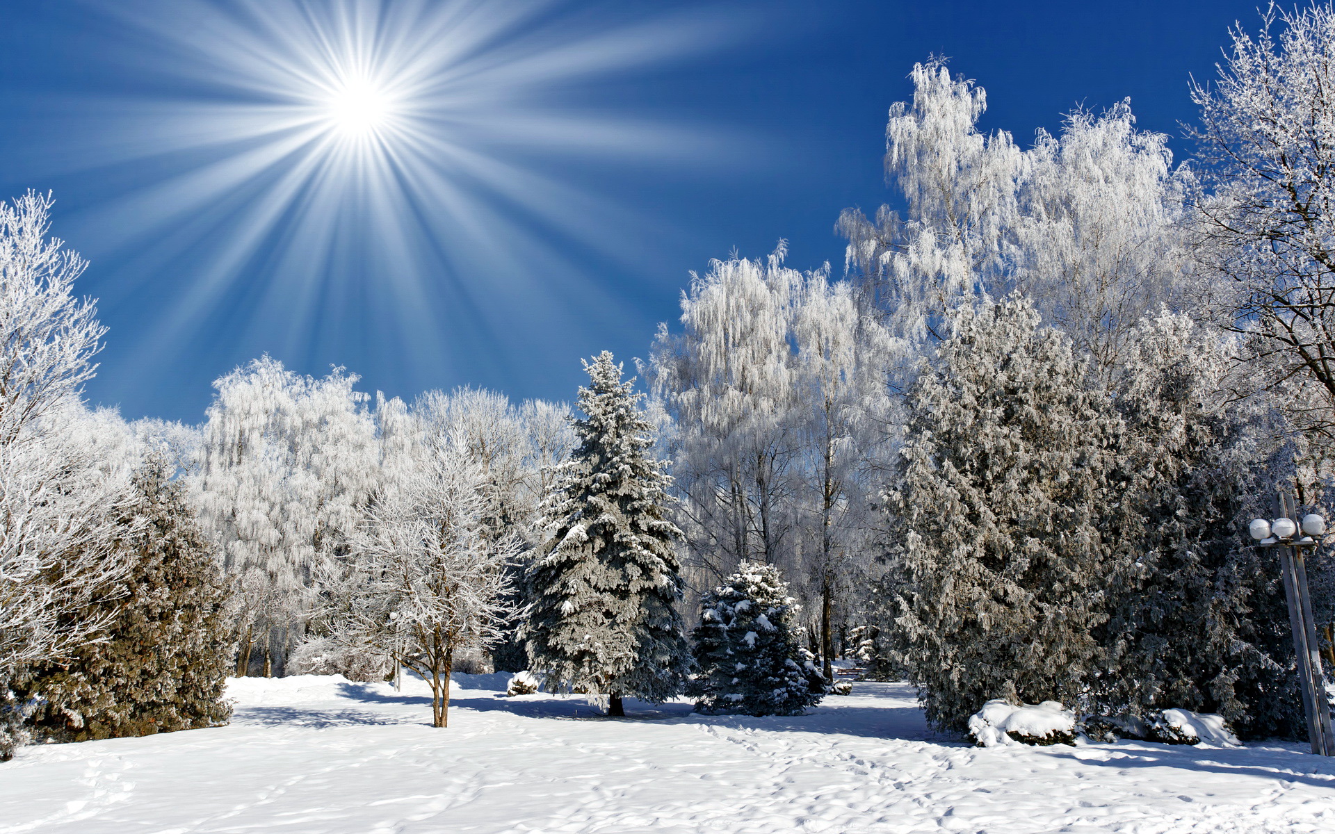 природа зима солнце деревья бесплатно