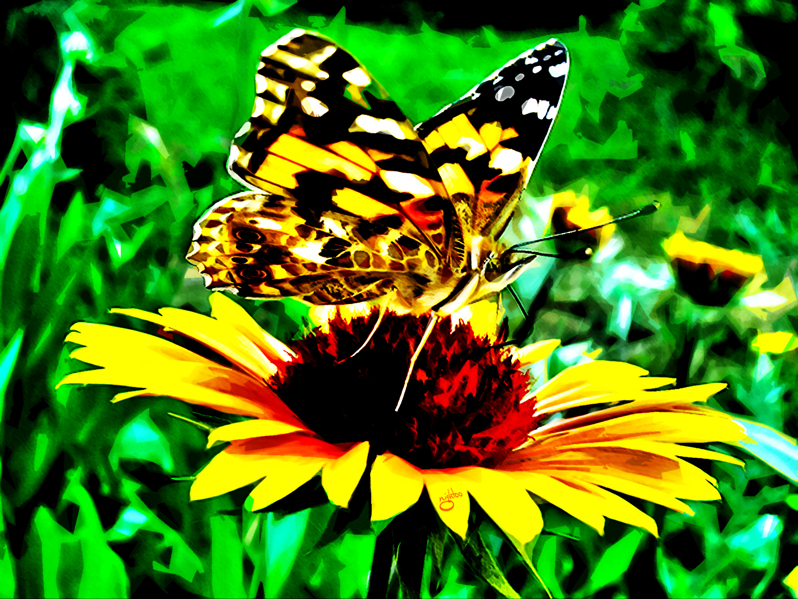 Фотография бабочка Насекомые Животные Бабочки насекомое животное