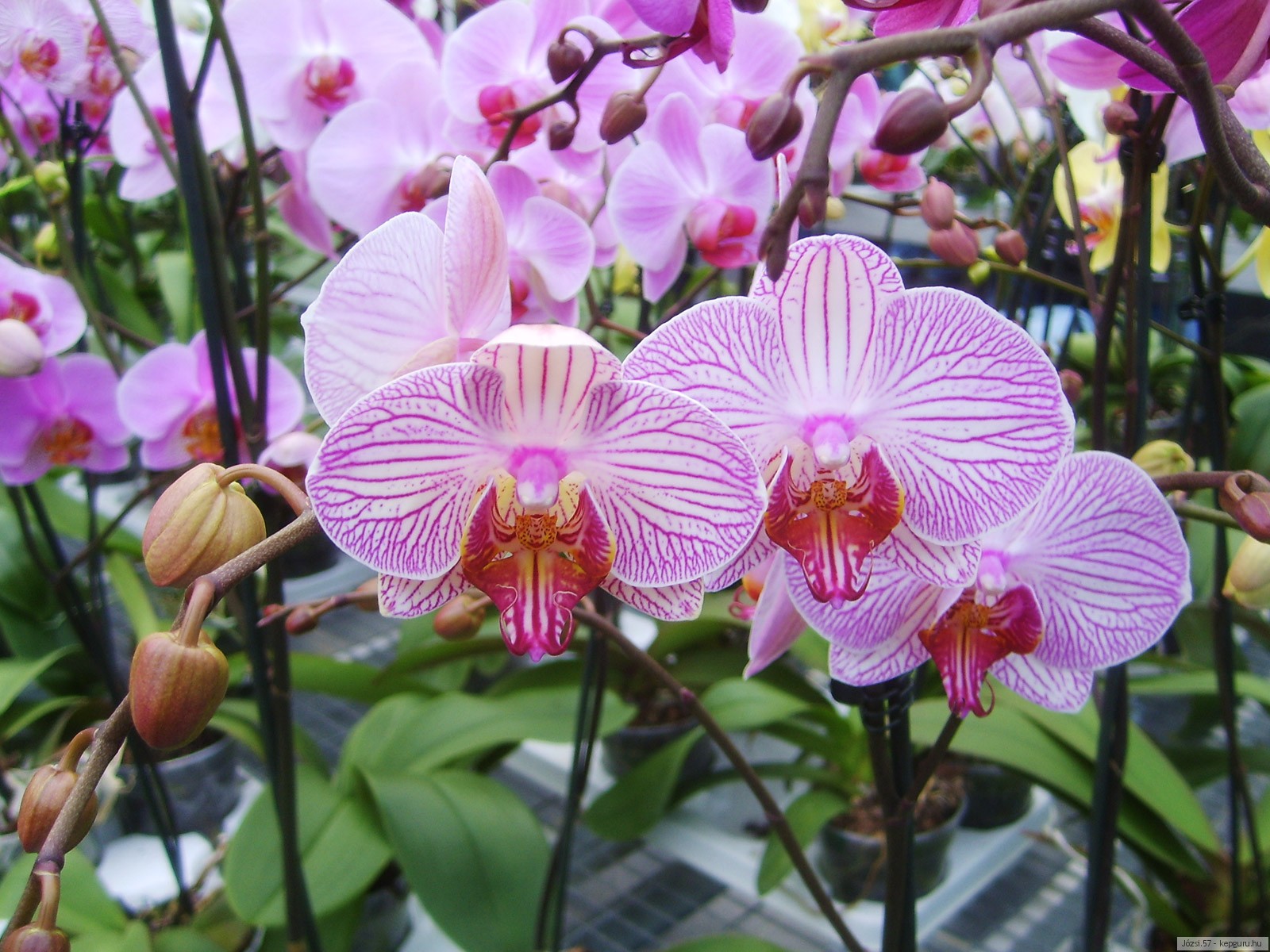 Free Images : nature, flower, petal, botany, garden, pink, flora, flowers, eye,