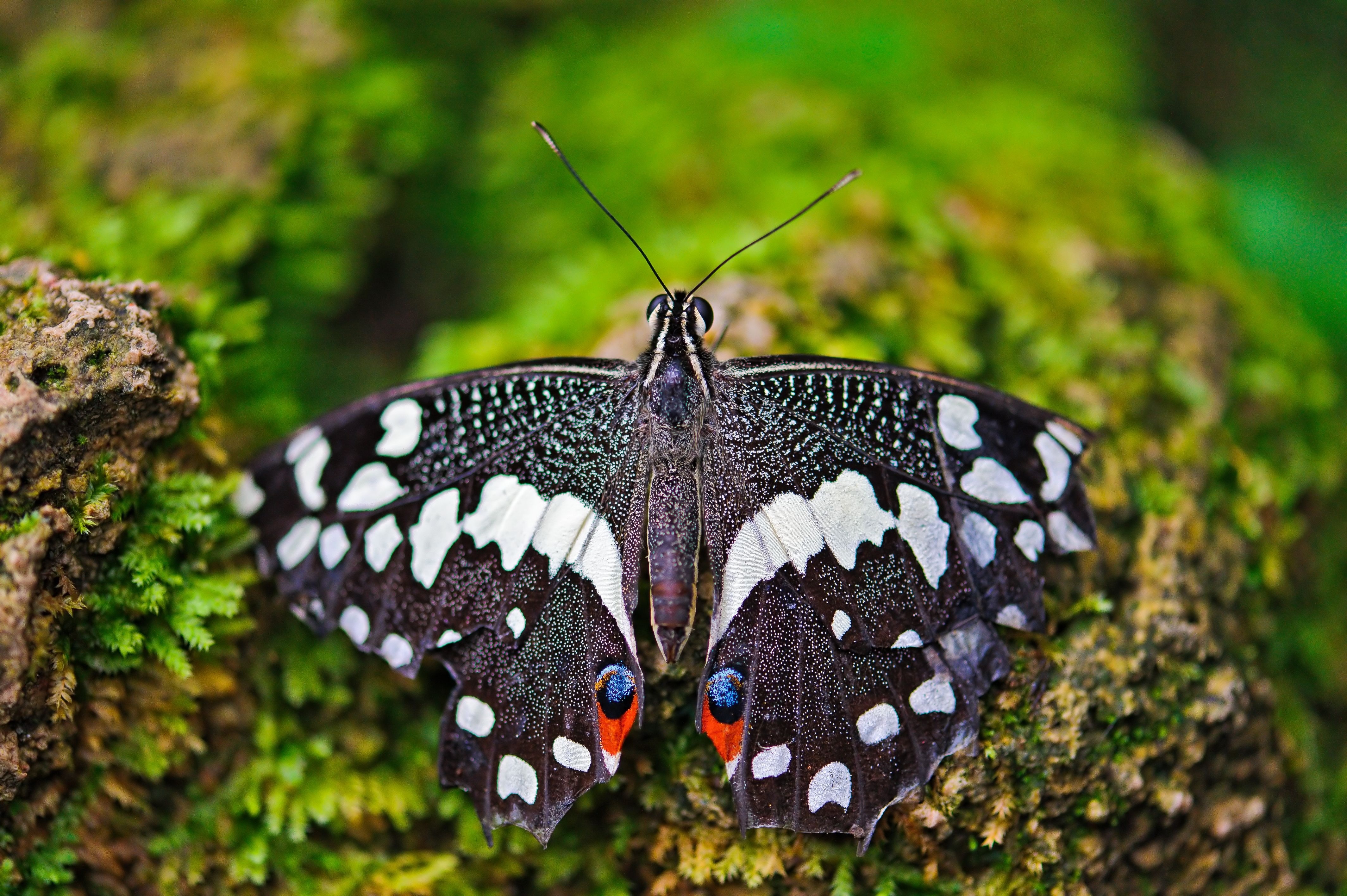Бабочки вб. Мадагаскарская бабочка Махаон. Бабочка крапчатый Арлекин. Бабочка Carthaea saturnioides. Пятнистая бабочка.