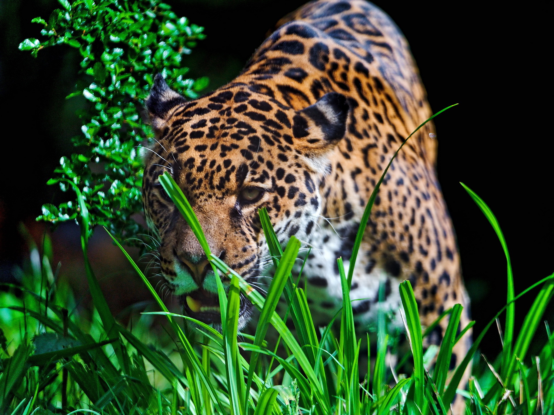 природа животное Ягуар без смс
