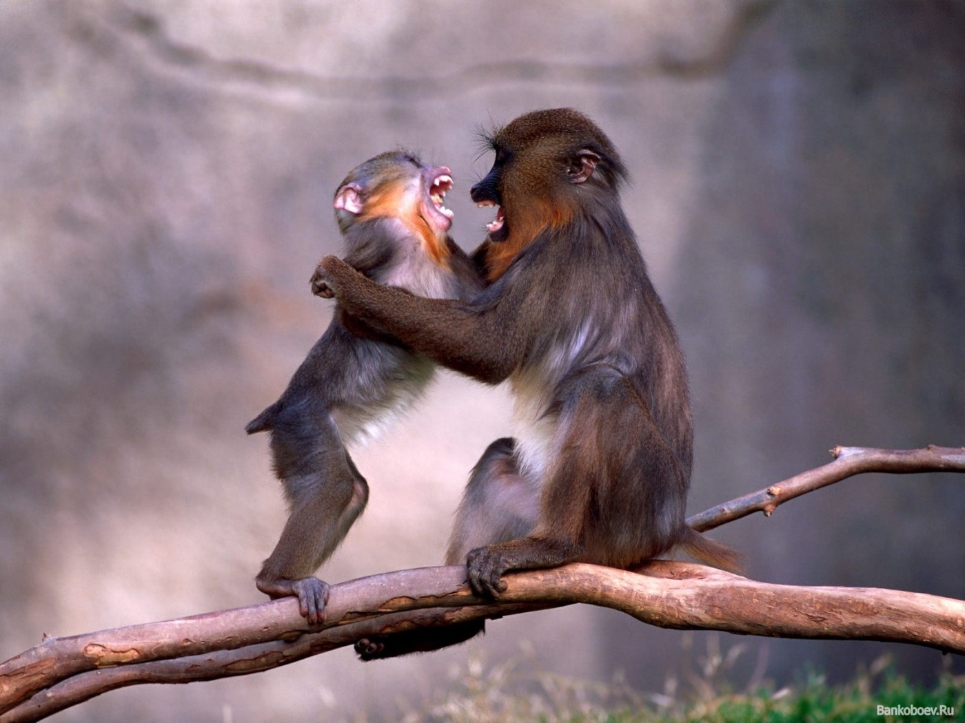 Шимпанзе с ребенком скачать