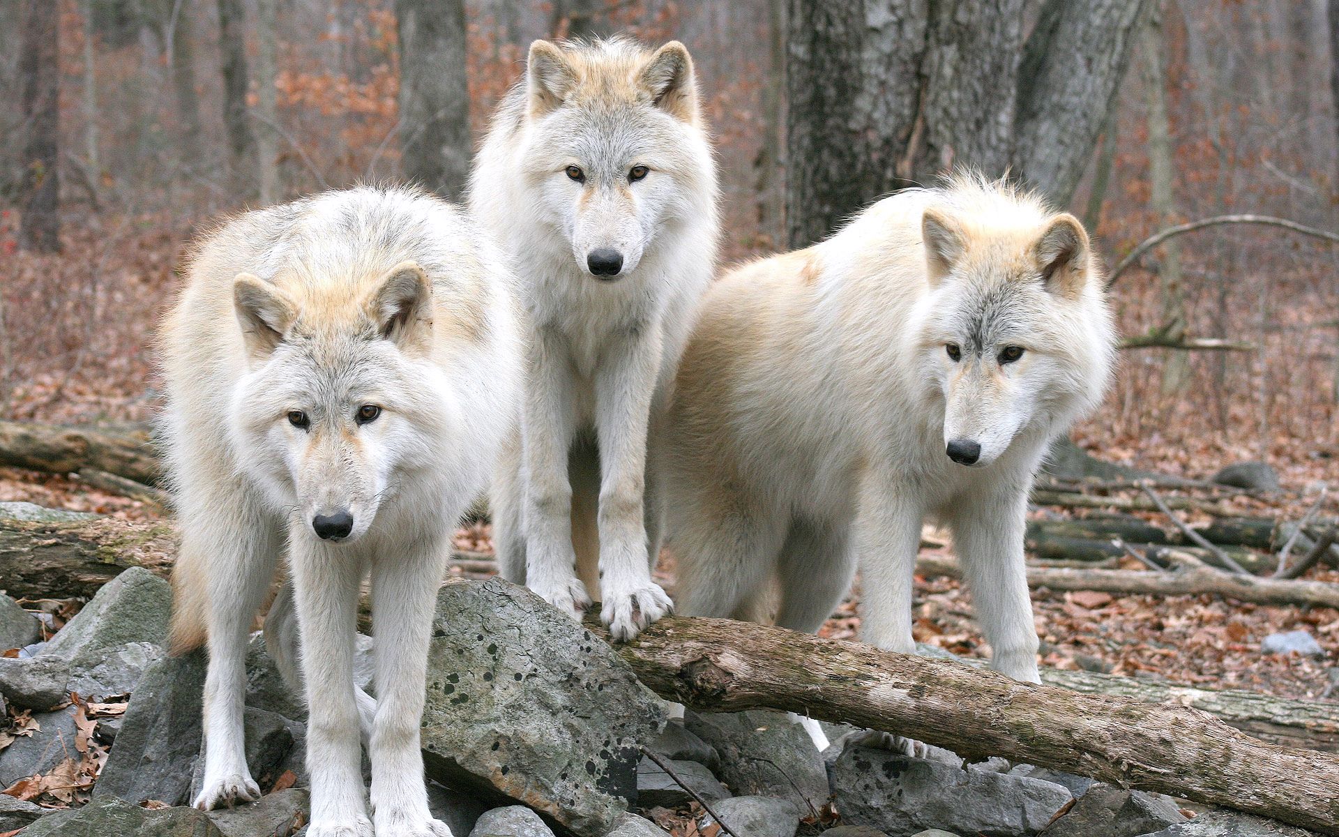 Дикие волки 3. Волк альбинос. Мелвильский островной волк. Красивый волк. Волк обои.