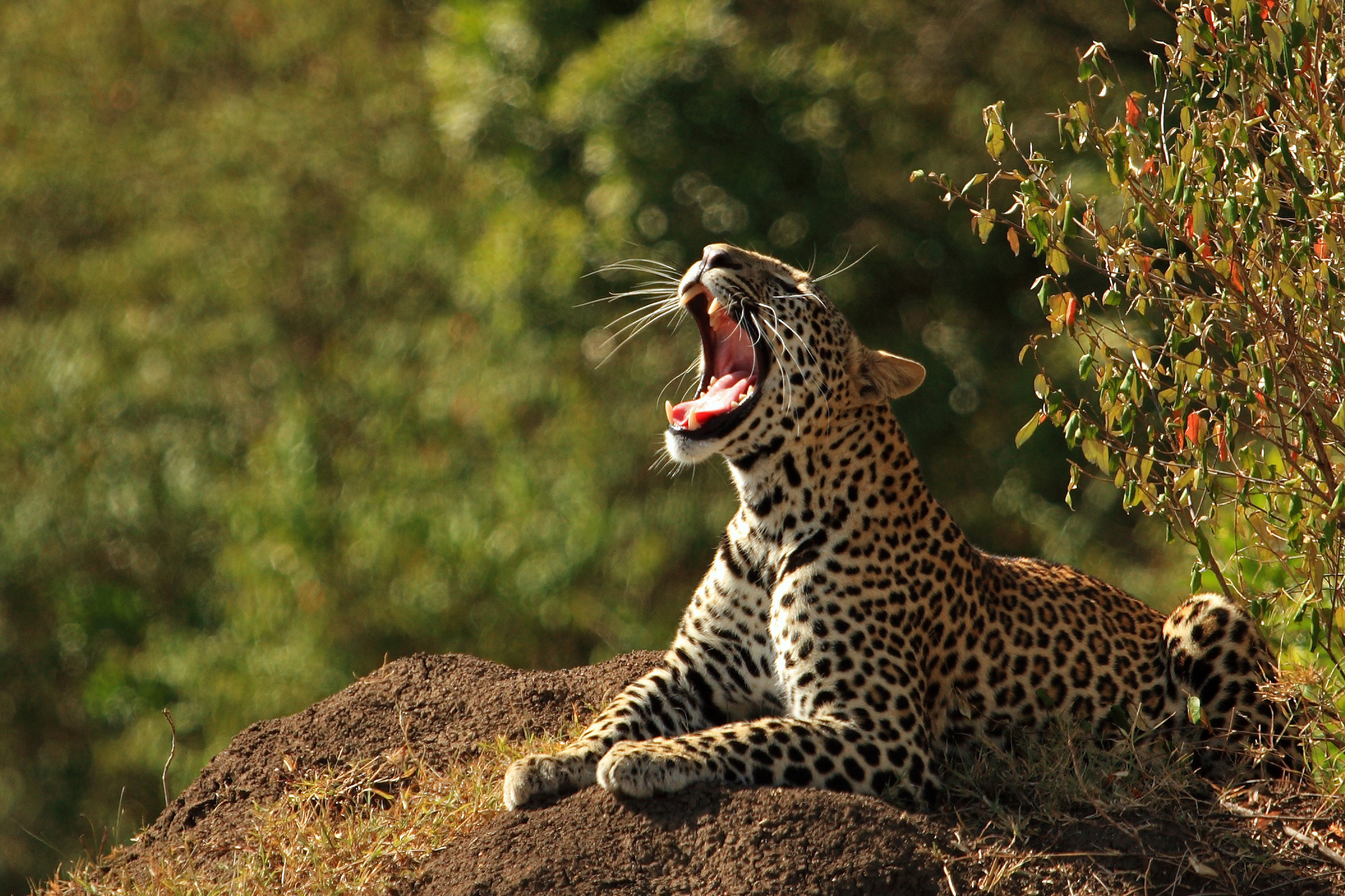 природа животные леопард nature animals leopard скачать