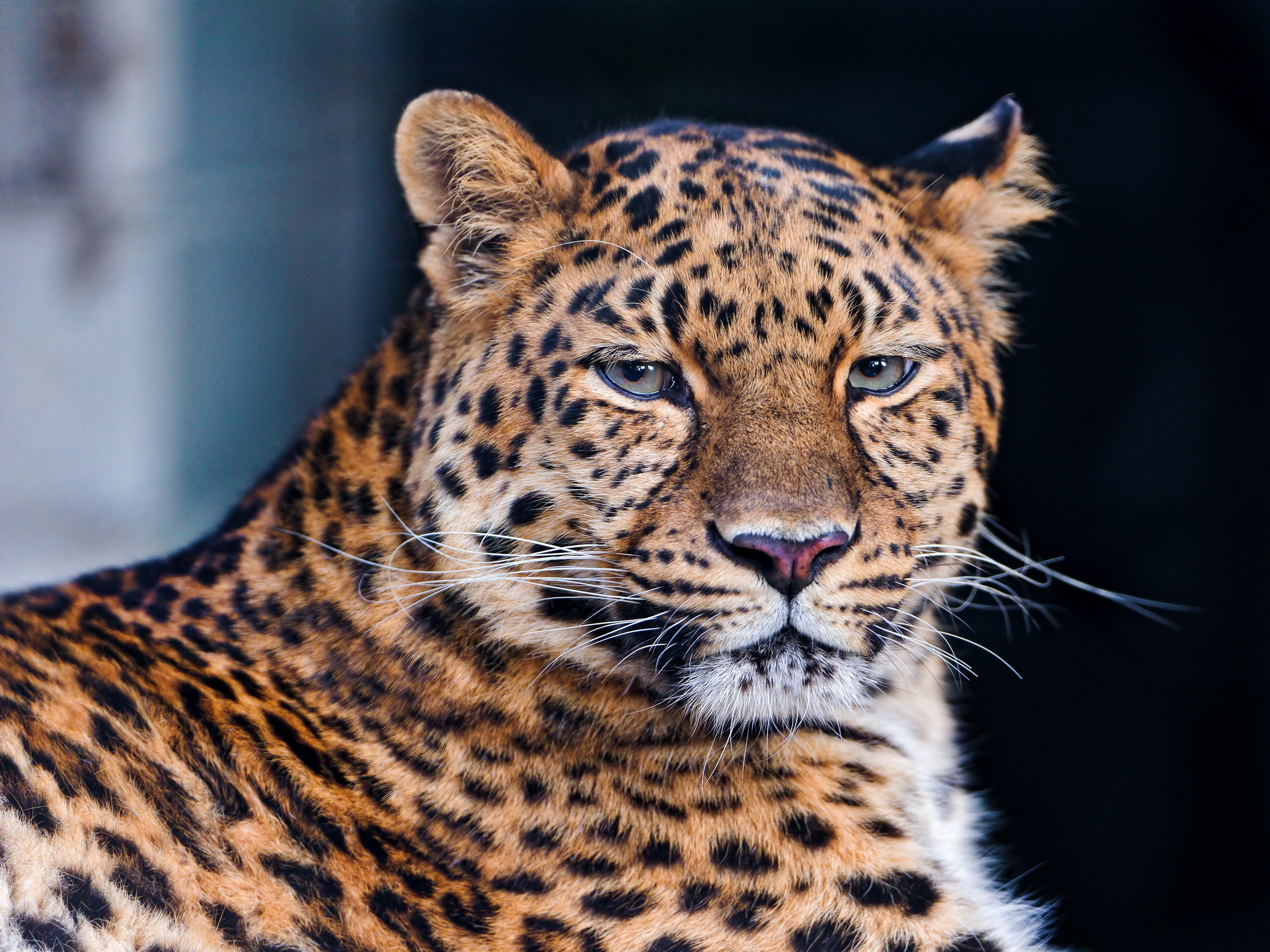 леопард морда взгляд без смс