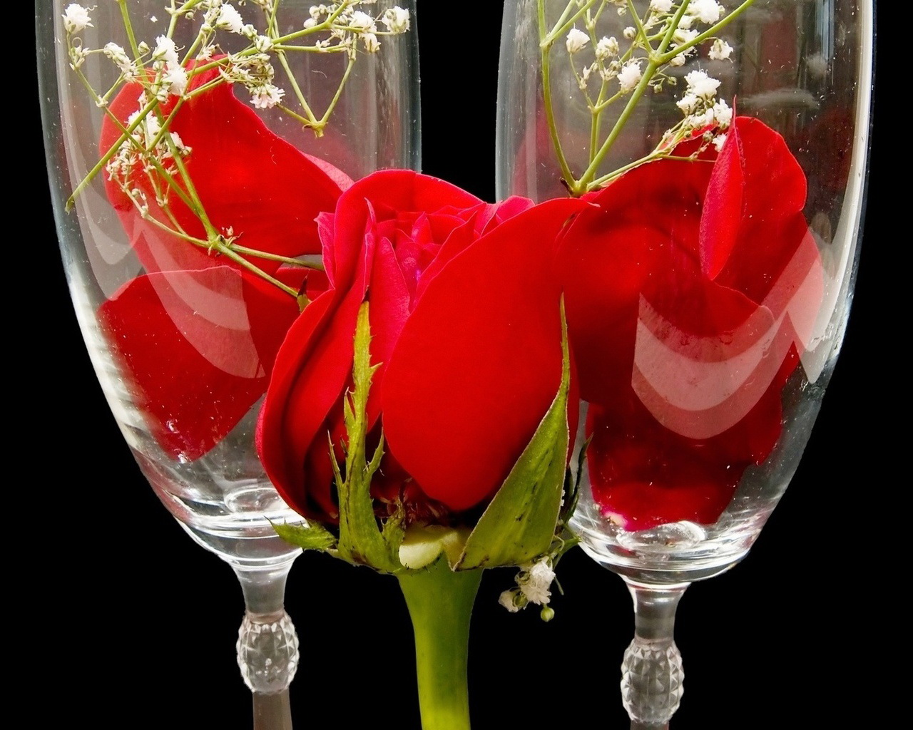 розы цветы стакан бесплатно