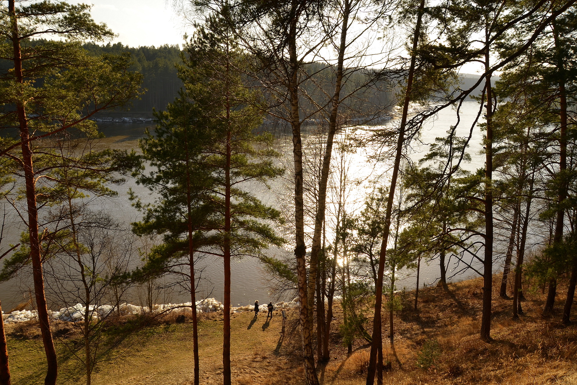 Рудницкая пуща литва. Реки литвы. Вареновские леса литва. Литва леса. Литва лес.