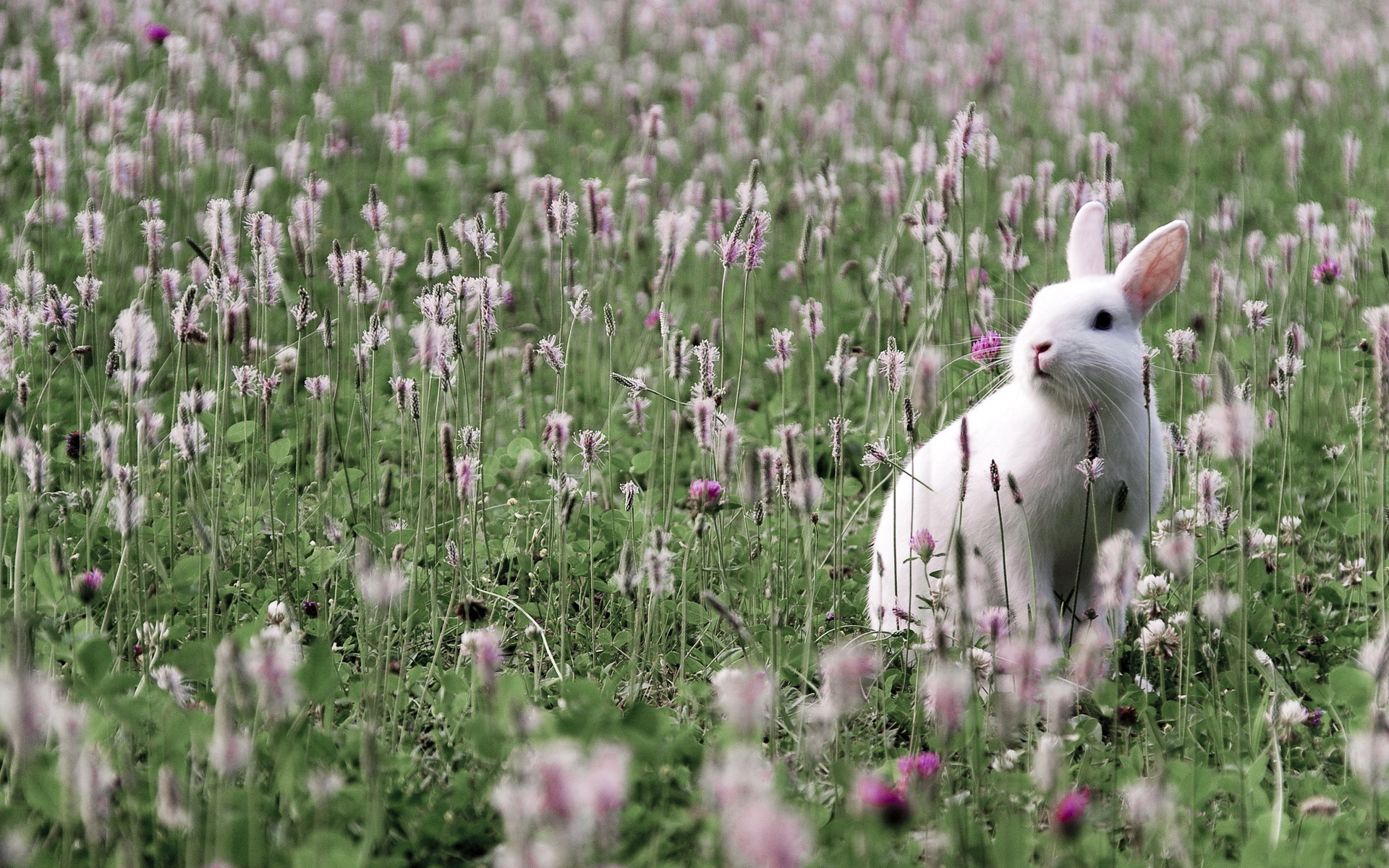 Два белых кролика в траве загрузить