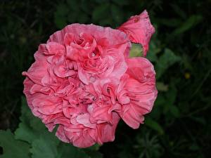 Фотография Гвоздики