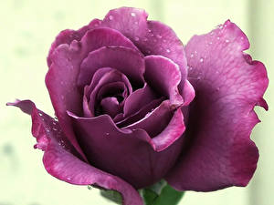 Обои Роза Фиолетовые Цветы