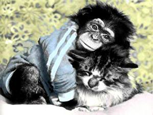 Картинки Обезьяна Коты