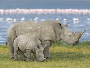 Обои Носороги Животные