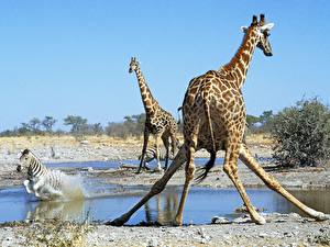 Фото Жирафы Животные
