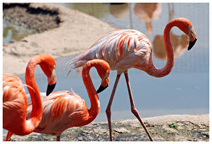 Обои для рабочего стола Птицы Фламинго животное