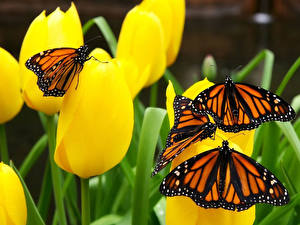 Картинка Тюльпан Бабочки Данаида монарх цветок