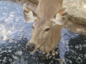 Фотографии Олени Животные