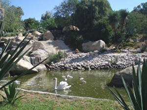 Обои Птица Лебеди Животные