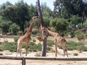 Фотографии Жирафы животное