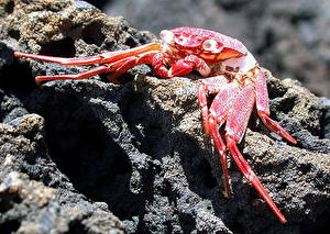 Обои Членистоногие