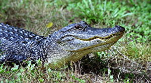 Картинка Крокодилы