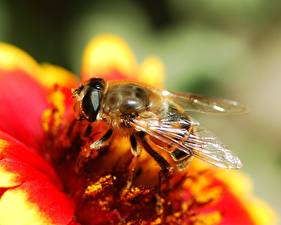 Фотографии Насекомые Пчелы Животные