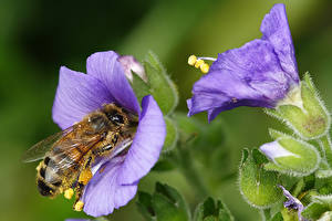 Фотография Насекомые Пчелы