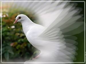 Картинки Птицы Голубь Животные