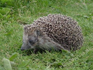 Фотографии Ежики Животные