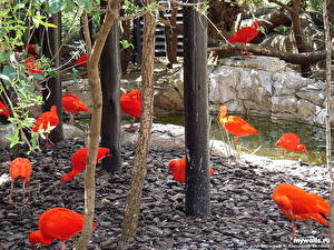 Обои Птица Экзотические животное