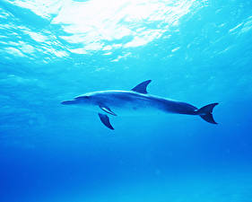 Картинки Дельфины