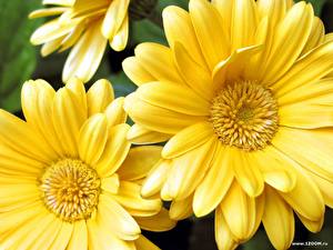 Фотографии Гербера Крупным планом Желтых цветок