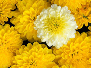 Фотография Астры Желтый цветок