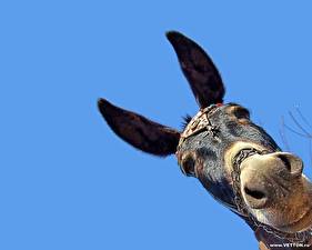 Фото Осел Животные