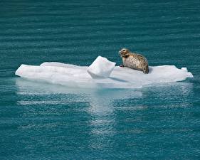Фотография Морские котики животное