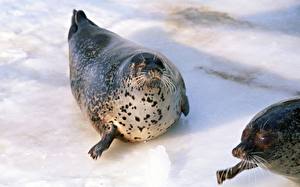 Обои Тюлени Животные