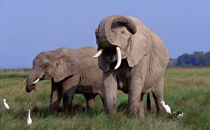 Картинки Слоны Животные