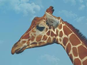 Фотографии Жираф Головы Животные