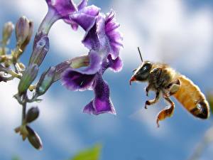 Фото Насекомое Пчелы животное
