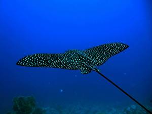 Фотография Подводный мир Скаты Животные