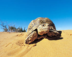 Фотографии Черепахи животное