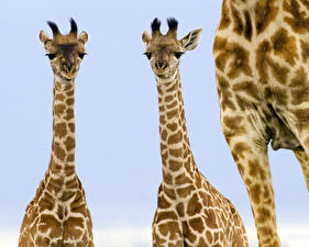 Фото Жирафы животное