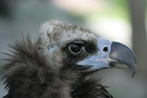 Картинка Птицы Грифы животное