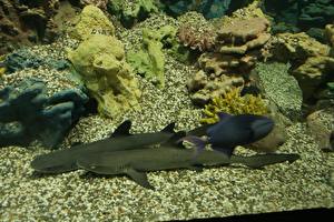 Картинки Подводный мир Акулы Животные