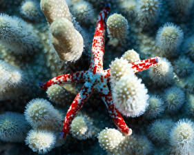 Картинки Подводный мир Морские звезды