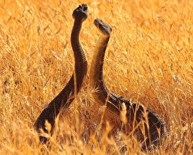 Картинки Змеи животное