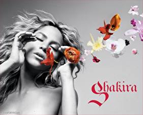 Картинки Шакира Музыка Девушки Знаменитости