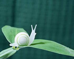 Картинка Улитки Животные