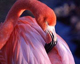 Фото Птица Фламинго животное
